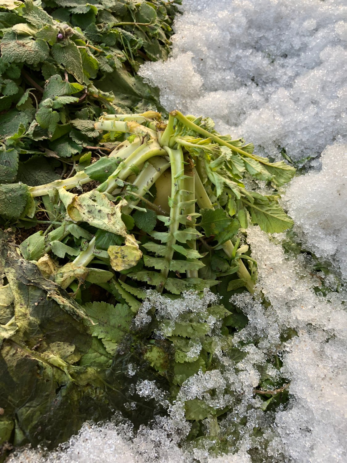 雪の下の大根