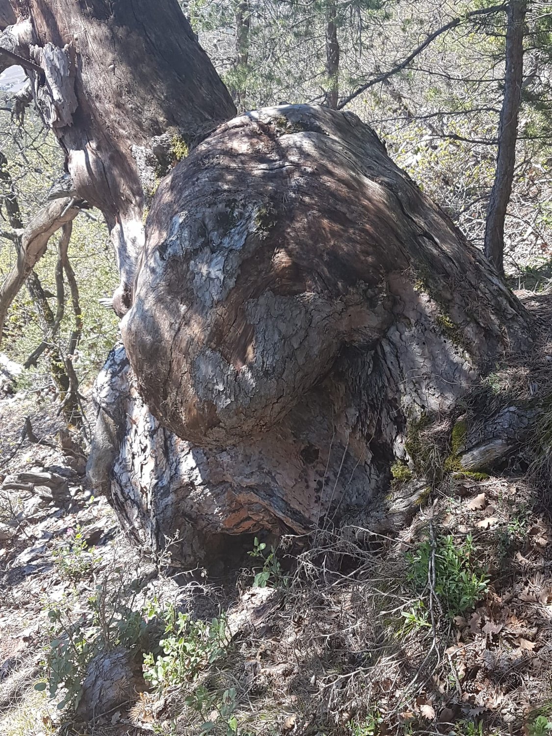 Bericht des Zwergenkönigs