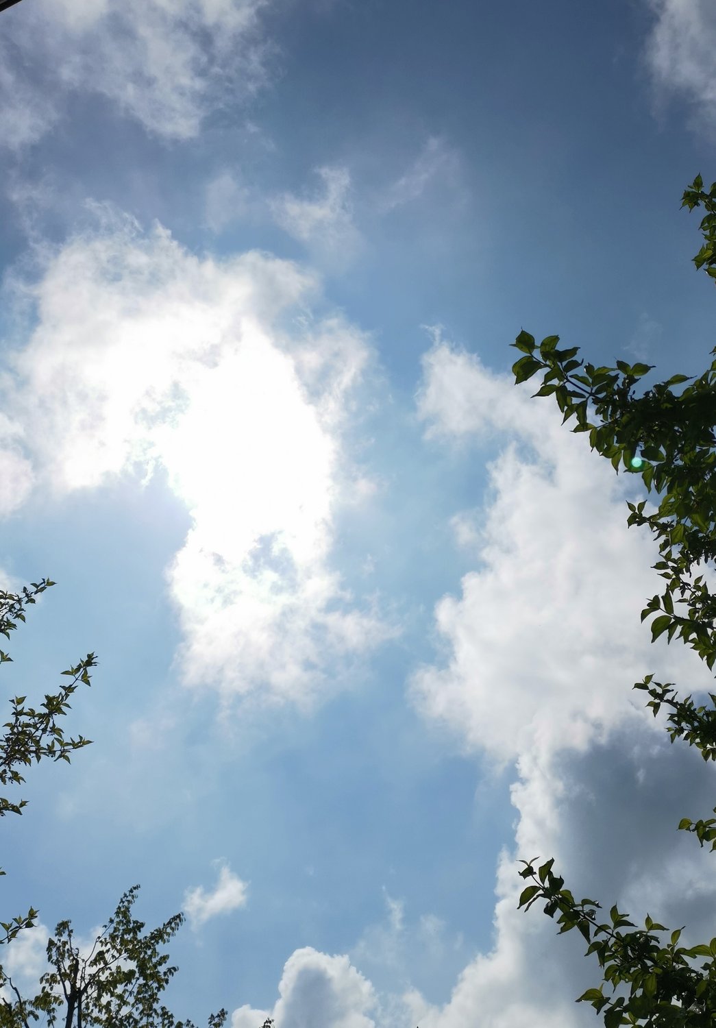 Die Luftgeister (Sylphen)