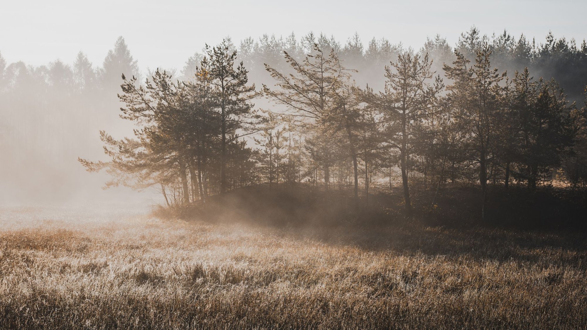 Selbstführung statt Konformität – Wie du deine innere Führung und Identität wieder ausrichtest