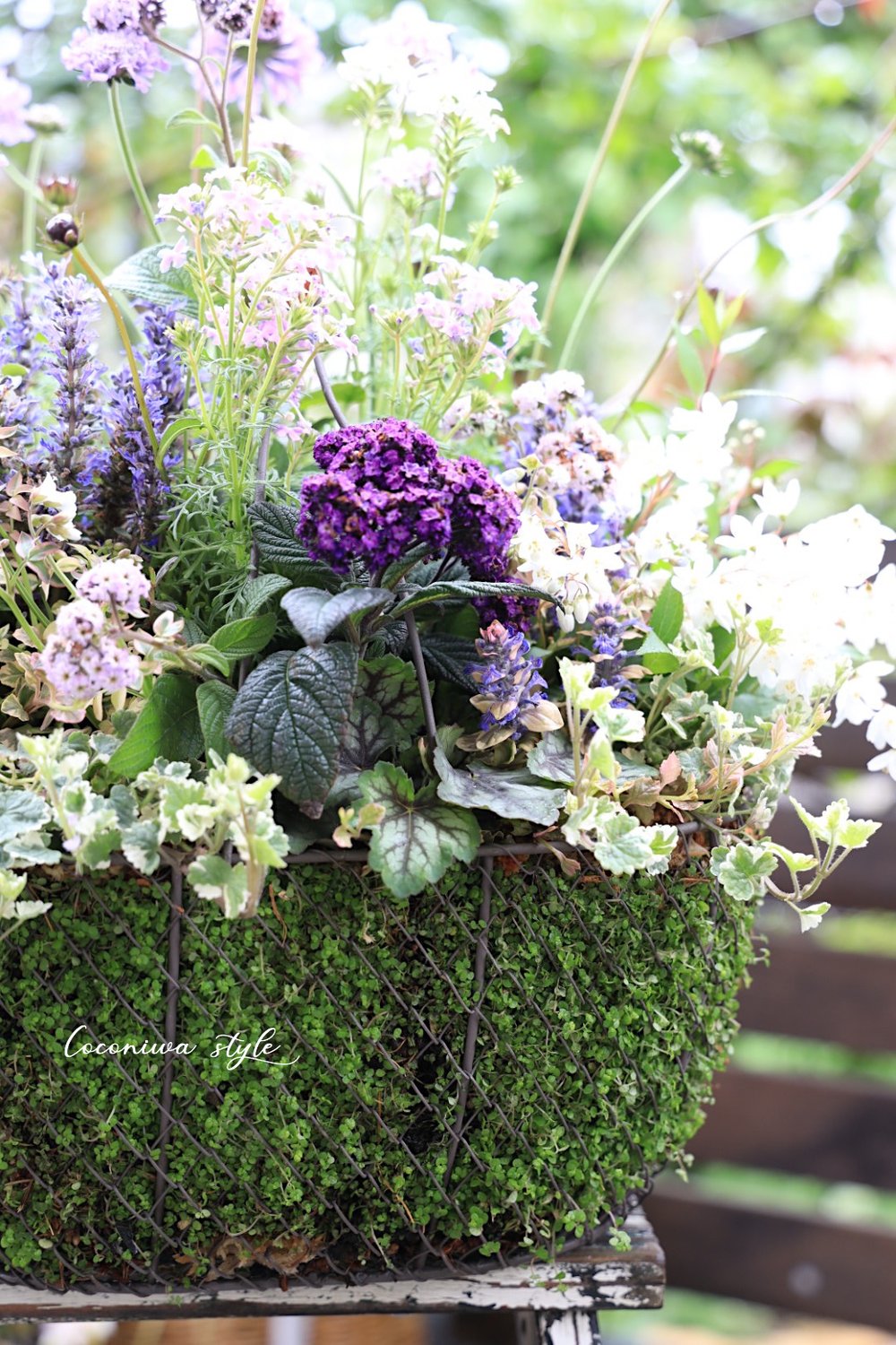 ベビーティアーズバスケットレッスン