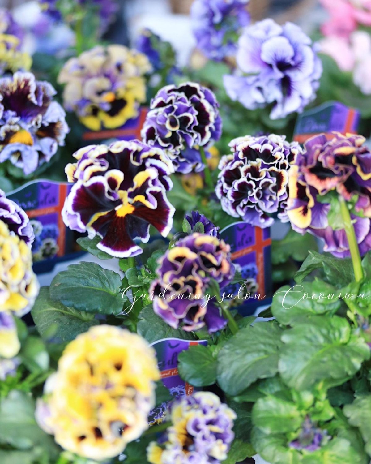 2月3日今週のオープン