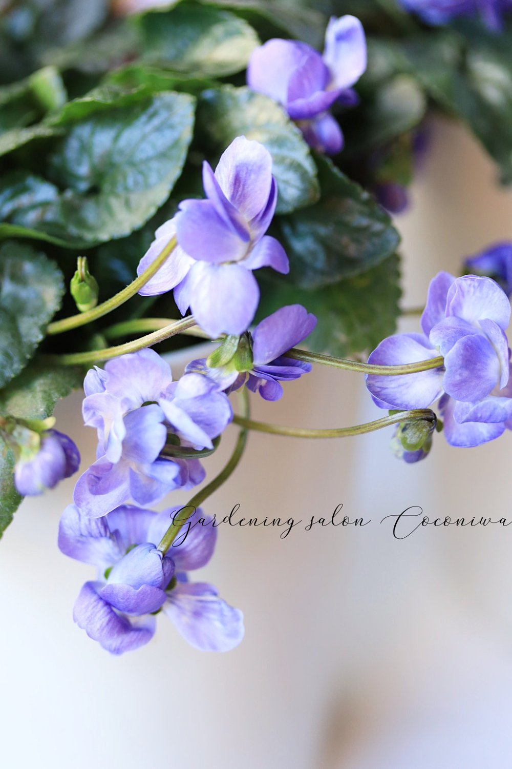 1月27日入荷案内