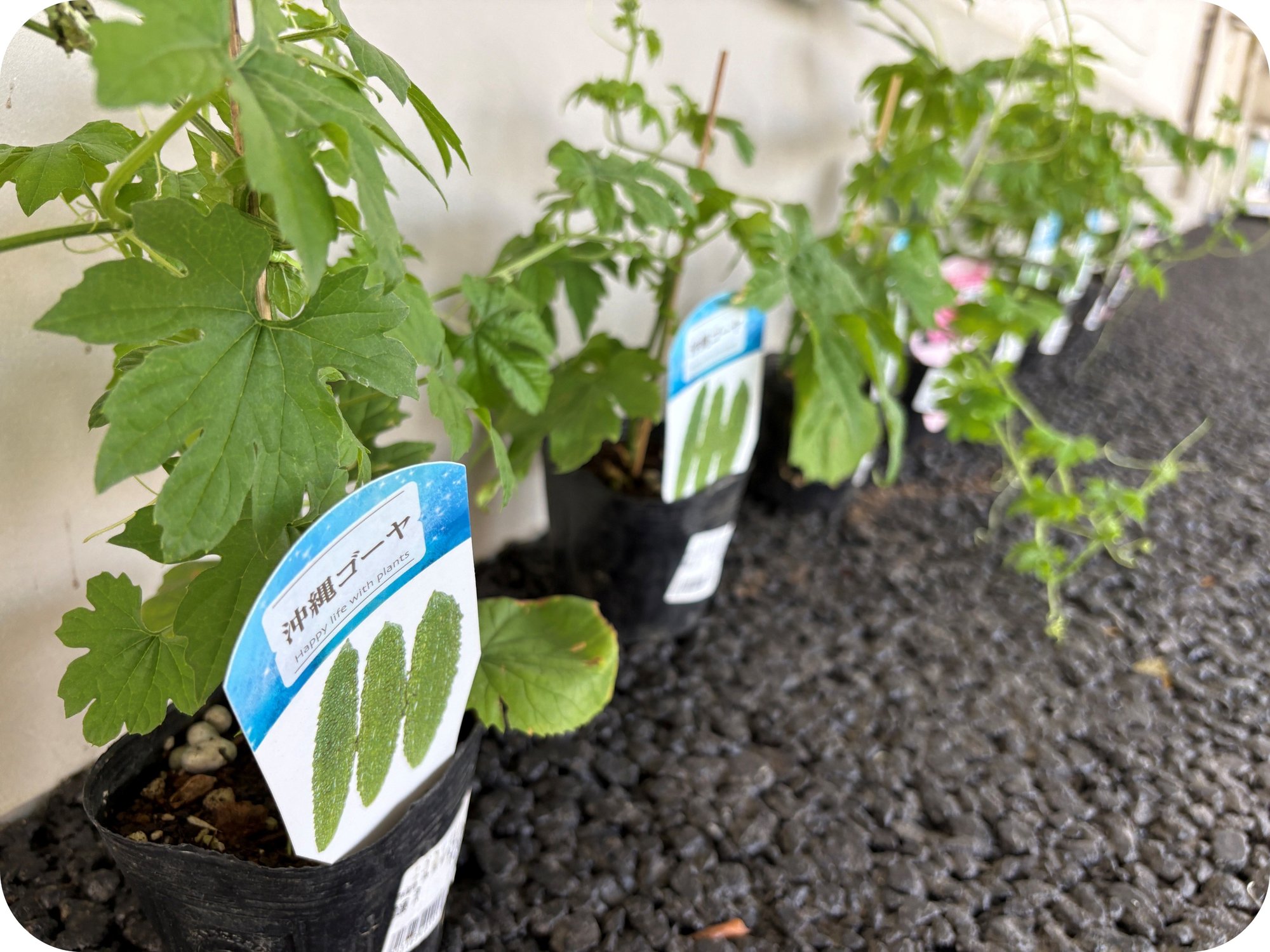 【北寮】北寮園芸部が始動！