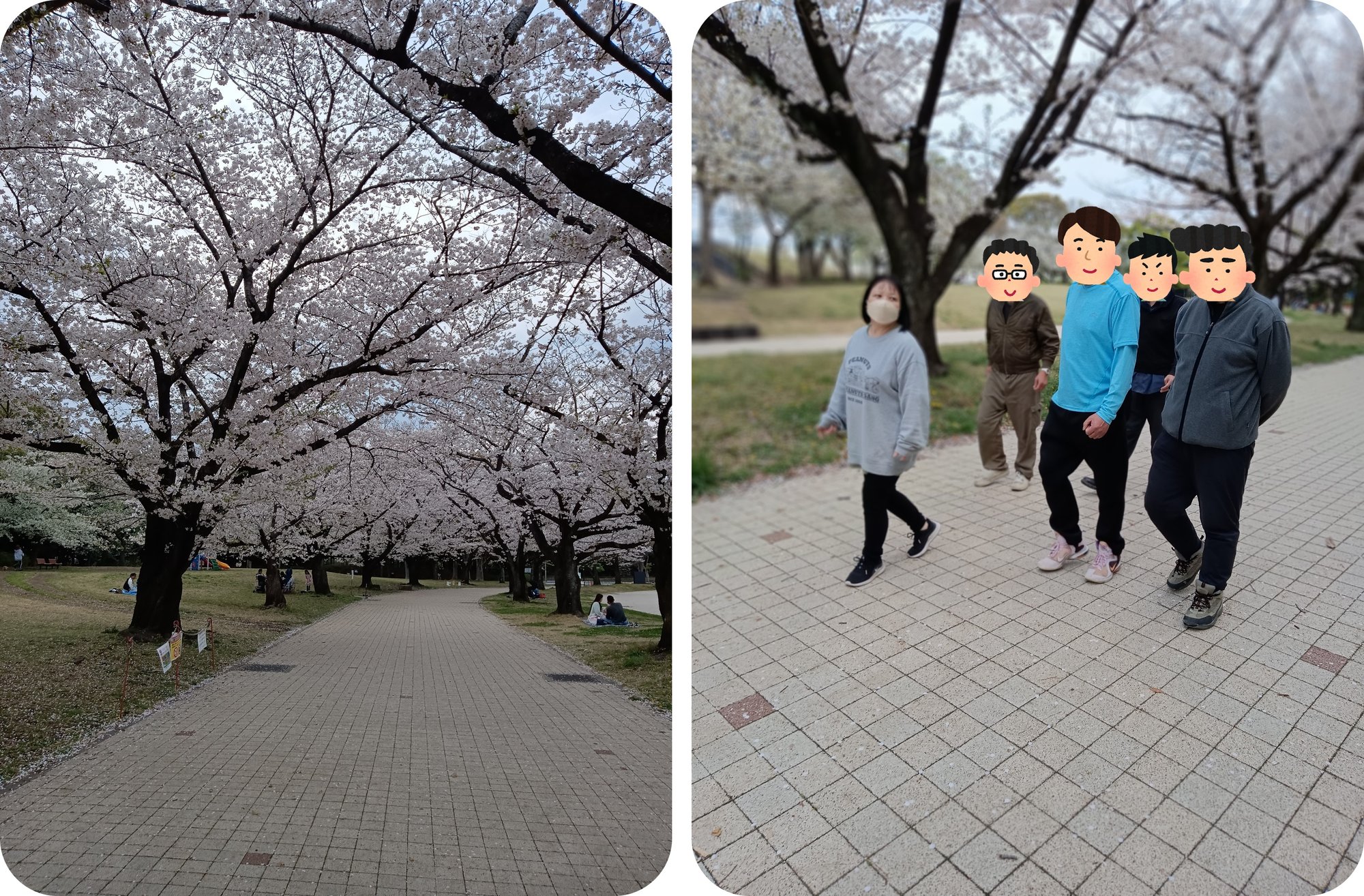 【浜川荘】まだギリ？桜ウォーク第2弾!!