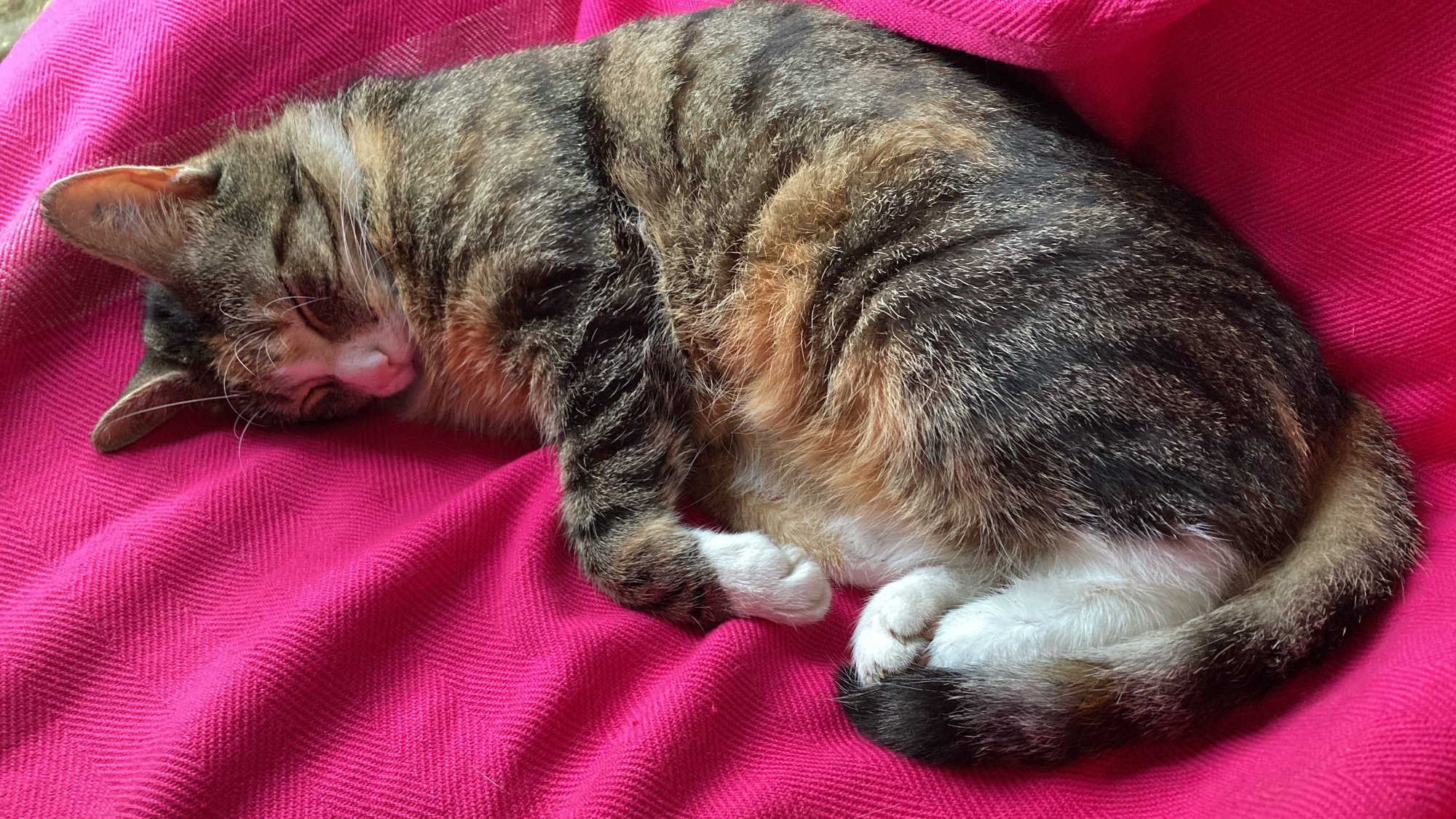 Vom Tiefseetaucher zur Wellen reitenden Katze oder was ich von Gunther Schmidt lernen durfte