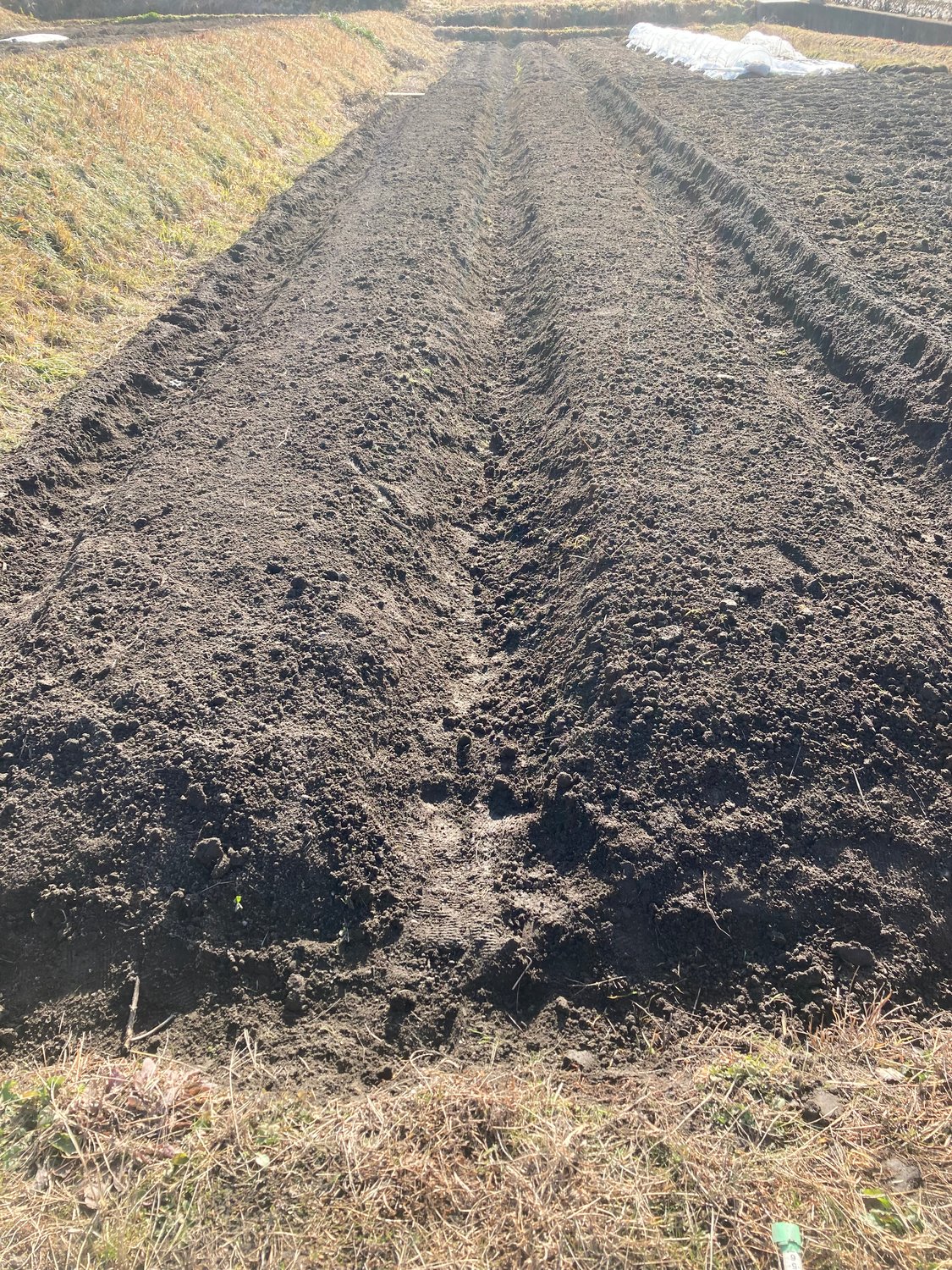 本年もよろしくお願いいたします。