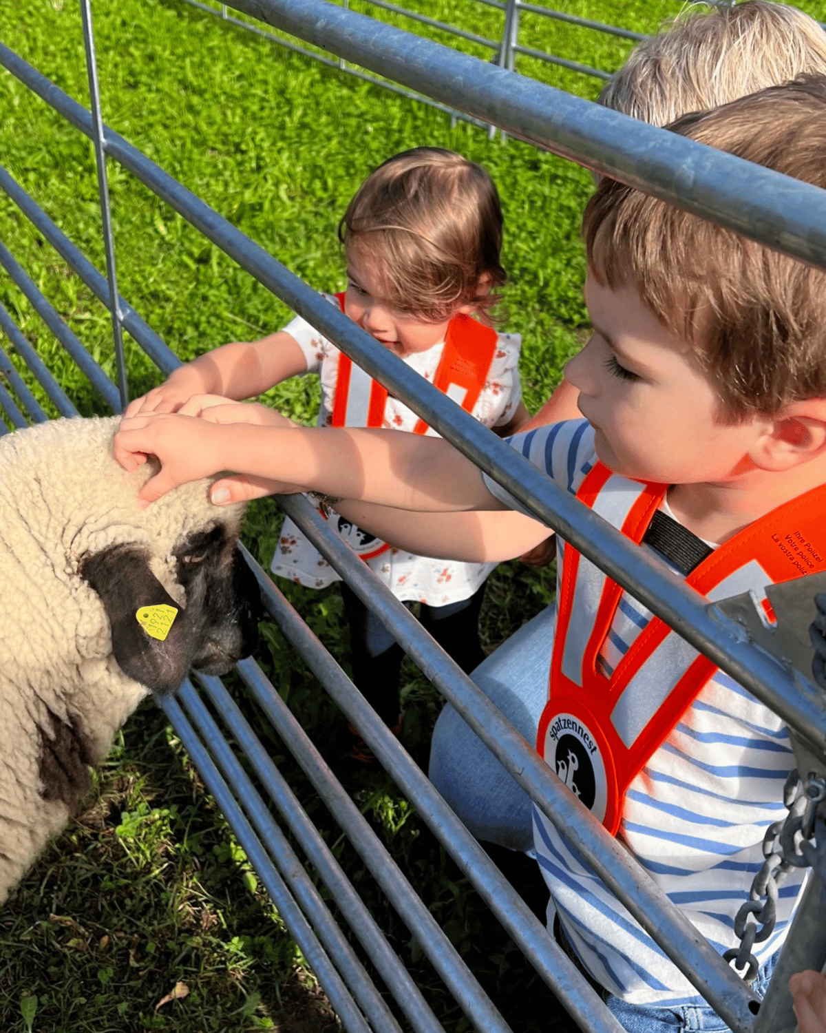 Ausflug zum Zuger Zuchtstiermarkt