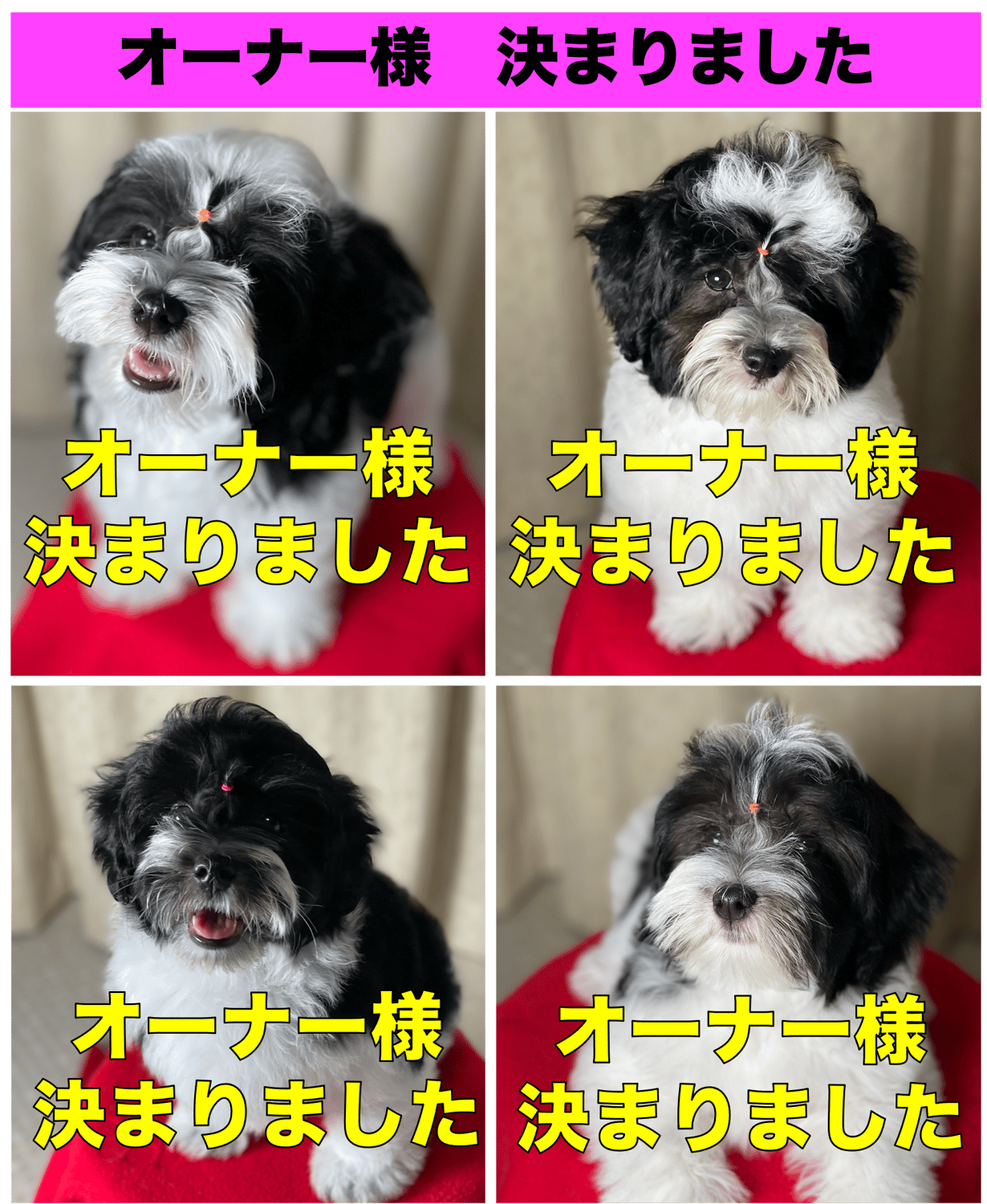 子犬オーナー様決まりました。