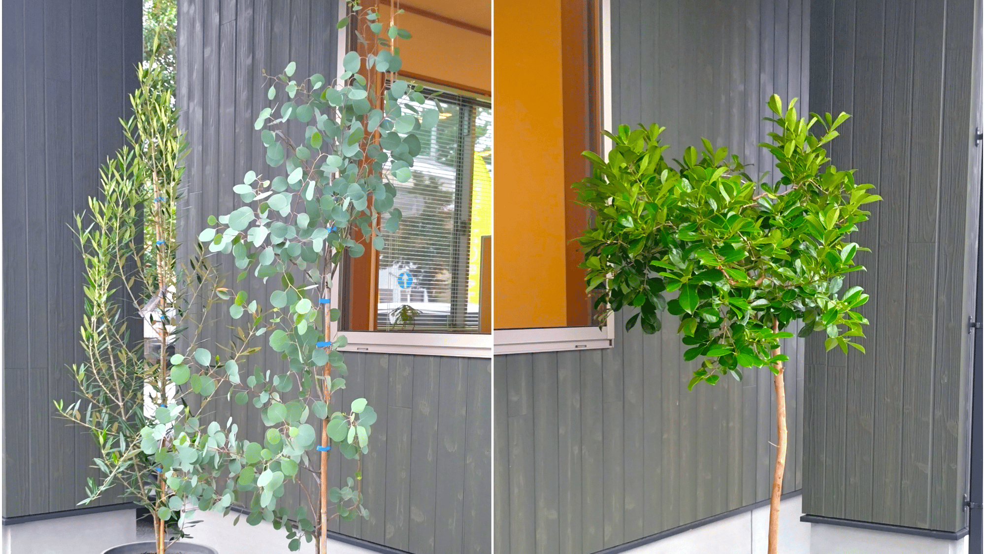 新しい植物が来ました