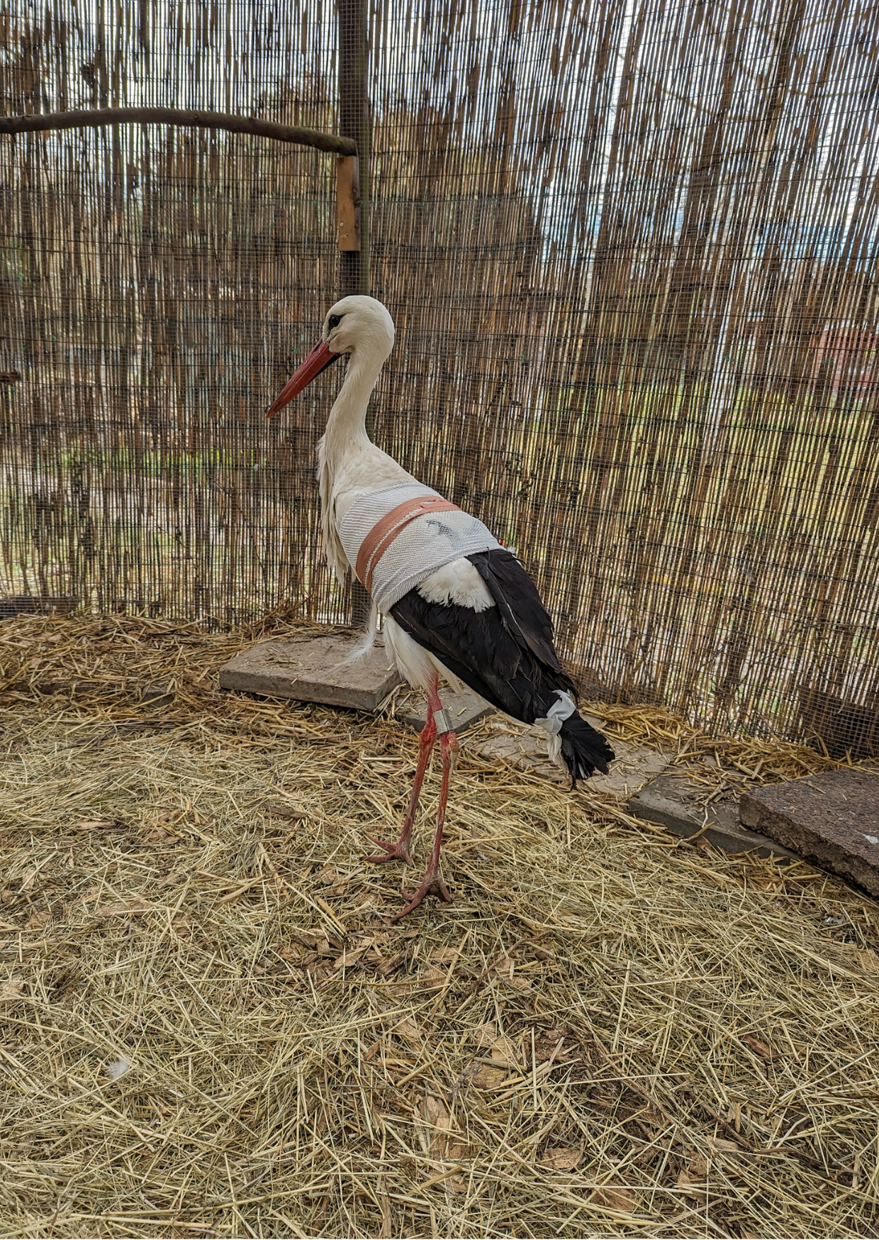 Wildvogelhilfe Jena braucht dringend ein neues Grundstück