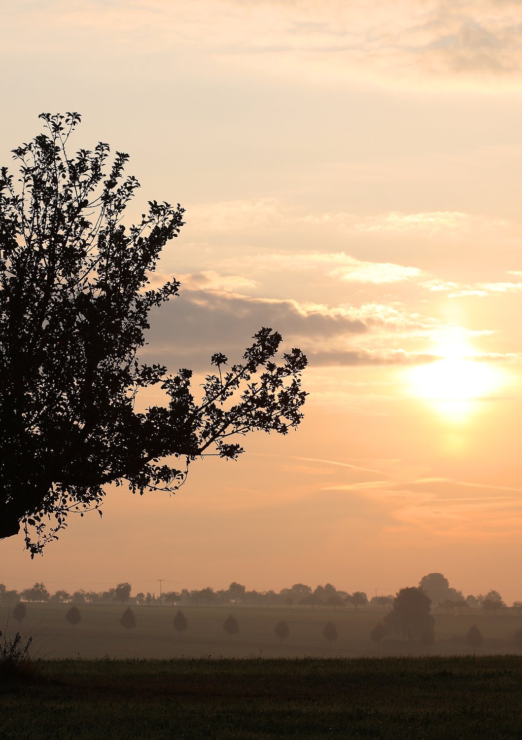 Neu: Newsletter der Ortsgruppe Mühlheim & Offenbach