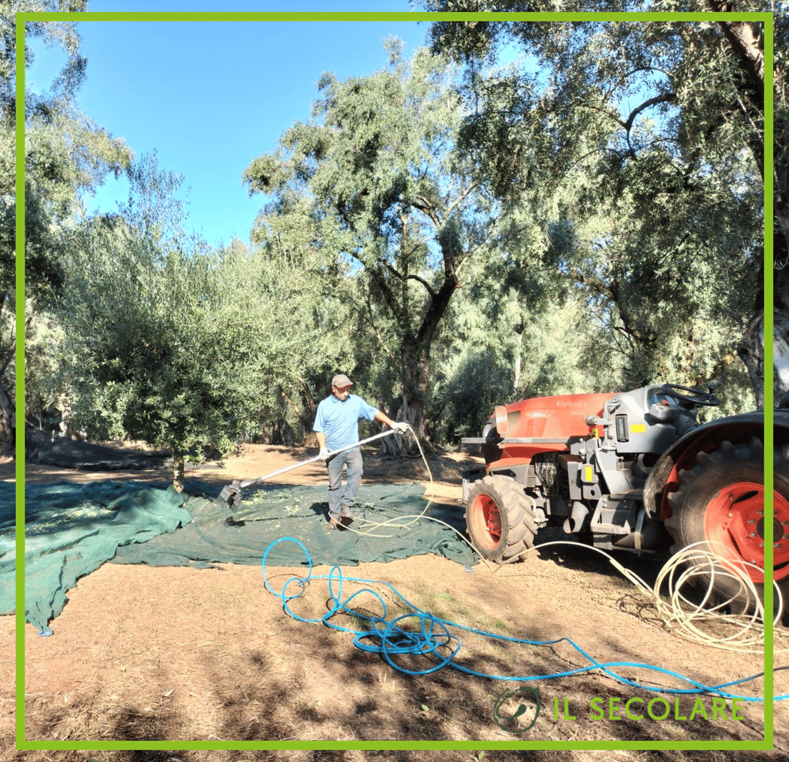 LA RACCOLTA DELLE OLIVE