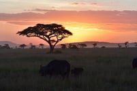 タンザニア・サファリの夕日