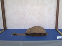 Bonsai Lario - Premio Suiseki più votato dal pubblico