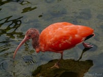 ibis rouge