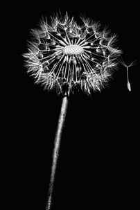 Exposition "Ambiances végétales" une graine de pissenlit prête à tomber