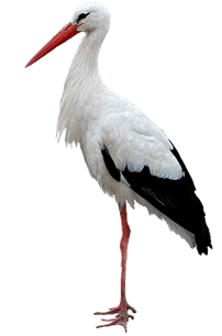 Image animaux detourée transparent sur fond blanc cigogne blanche png