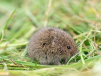 Feldmaus (Foto: O. Wittig, LBV-Bildarchiv)