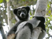 indri