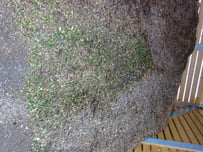 Mulch, Mulch aus Holzhäcksel, Henzelmann Baumpflege Baumschnitt Fällung Spezialfällung Stockfräse Strunkfräse Pflanzung Arbeiten Spiez Bern Oberland Wallis Kanton Baum Bäume