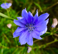 © glanzerfüllt | 08 Chichory