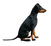 manchester-terrier-black-and-tan-hund-sitzend-png