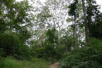 Forest in Phu Pan, Sakon Nakhon province Thailand