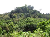 Forest edge at Doi Mussoe..Tak province..northern Thailand