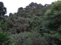 Forest edge at Doi Angkhang..Chiang Mai province..northern Thailand