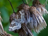 [Foto: Labkraut-Blattspanner Epirrhoe alternata, 23.8.2005 in Hemmingen]