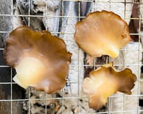 あわび茸レシピ