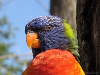 lori loriquet a tete bleue