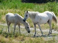 cheval camargue