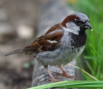 Der Haussperling gehört zu den großen Verlierern im Kreis Plön (Foto: NABU/Frank Derer).