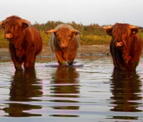 Robustrinder auf Appelwarder im NSG Lanker See (Foto: Manfred Bach)
