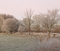Raubwürger in der Postseefeldmark (Foto: J. Imhoff)