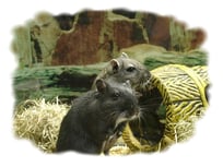 KLEINTIERZUBEHÖR ZOO KELLNER