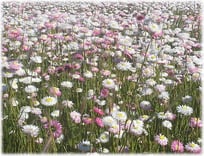 花:エバーラスティング