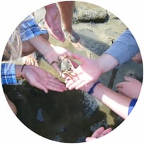 Teilnehmer an einer Wattwanderung auf Sylt, die gerade einen Krebs auf ihren Händen bewundern. 