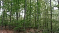 Une association pour planter des arbres et développer les massifs forestiers sur l'ensemble du territoire en France