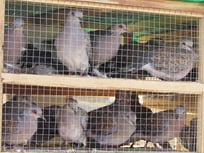 Foto: Gefangene Turteltauben, NABU, Waheed Salama