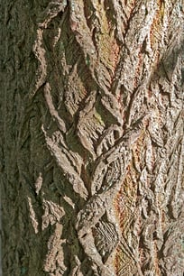 Ecorce fissurée de Sassafras albidum - Laurier des Iroquois. (Photo Alain Tessier)