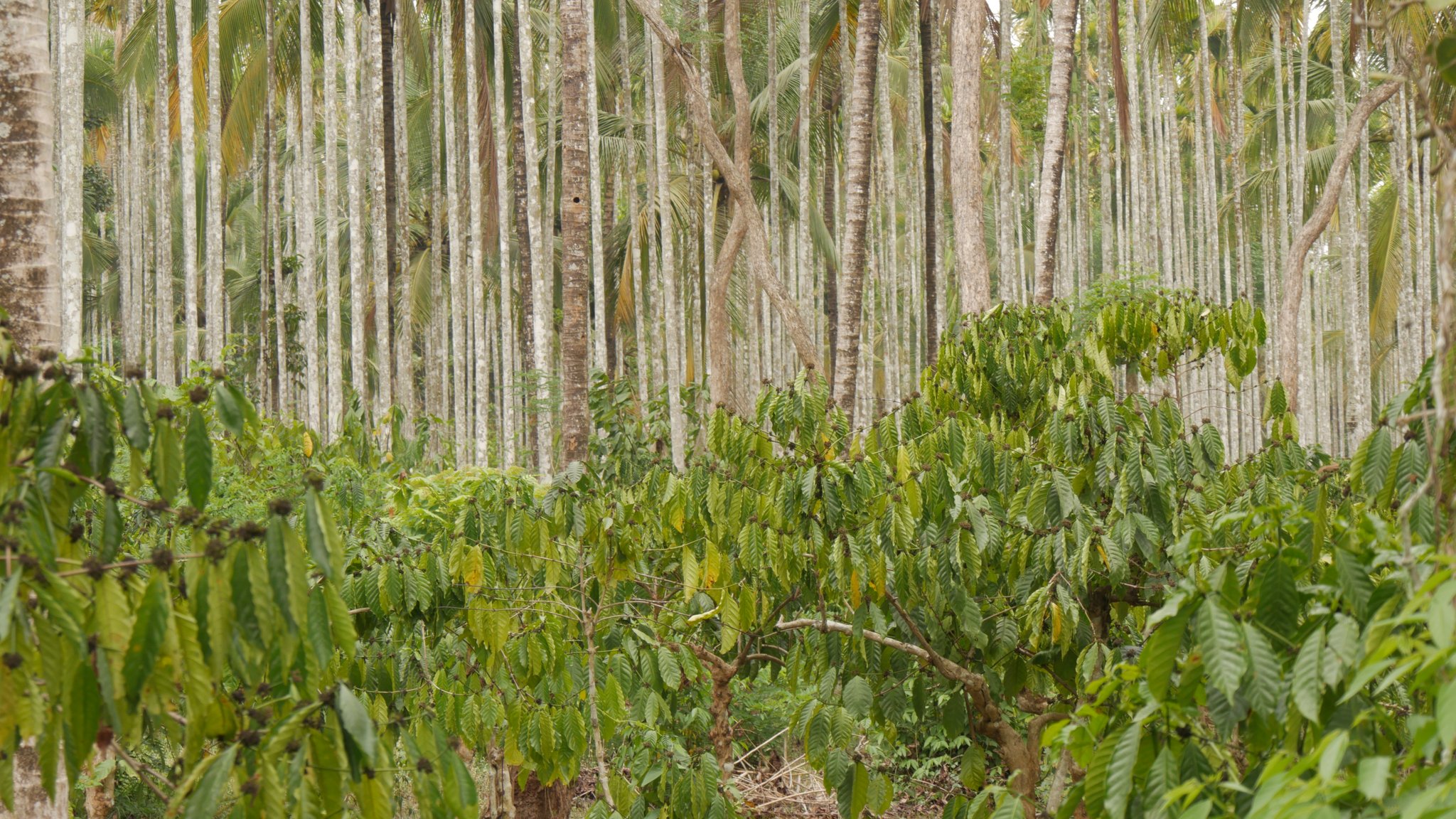 Die Blütezeit ist grade vorbei
