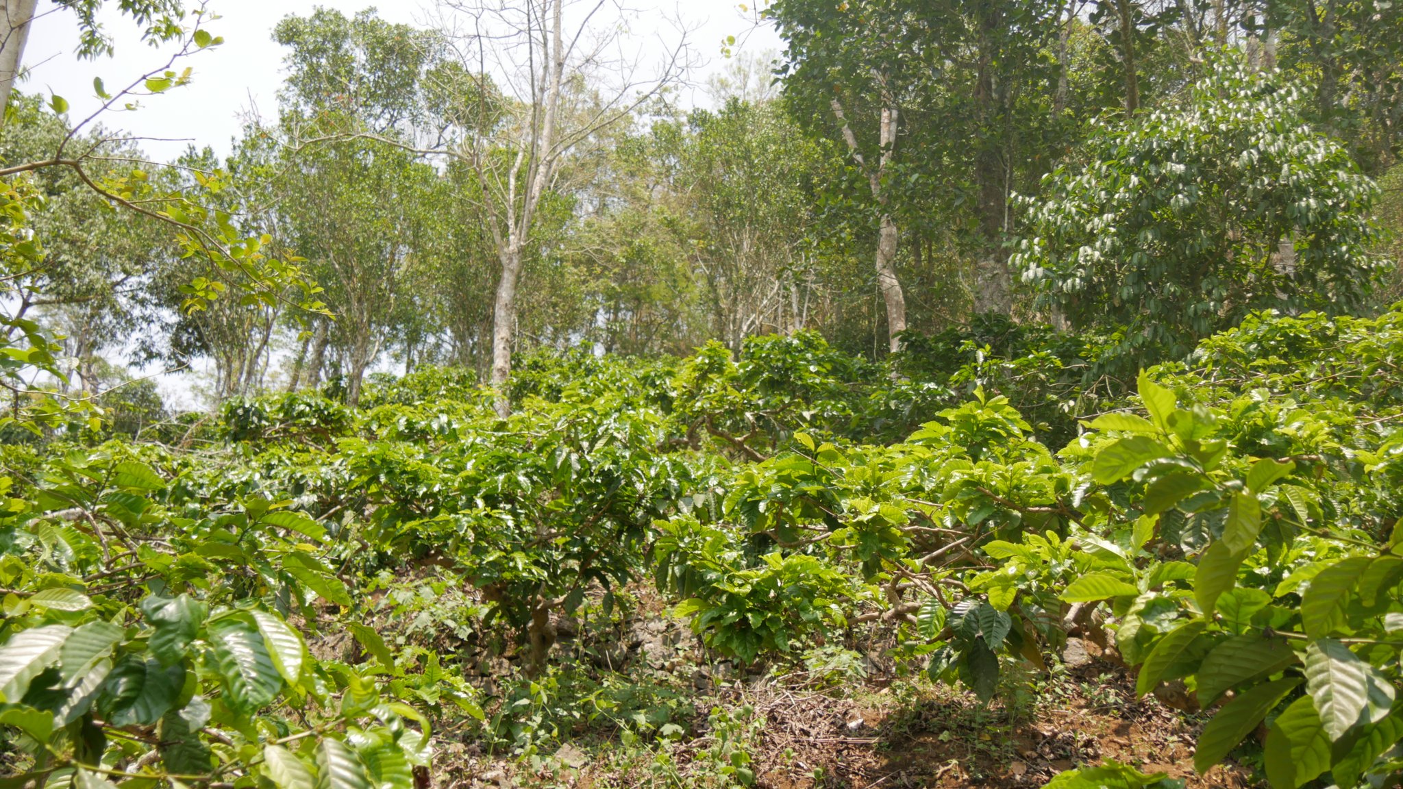 Die Pflanzen müssen jedes Jahr zurückgeschnitten werden...