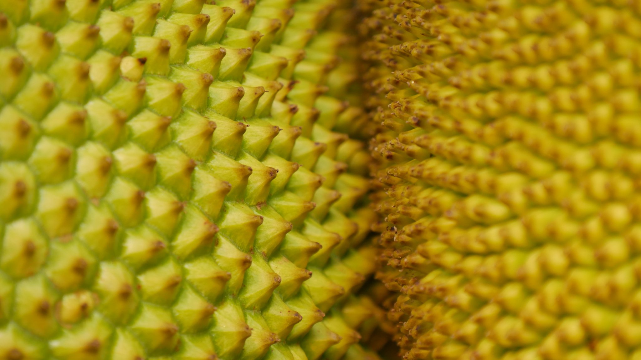 Jackfruit