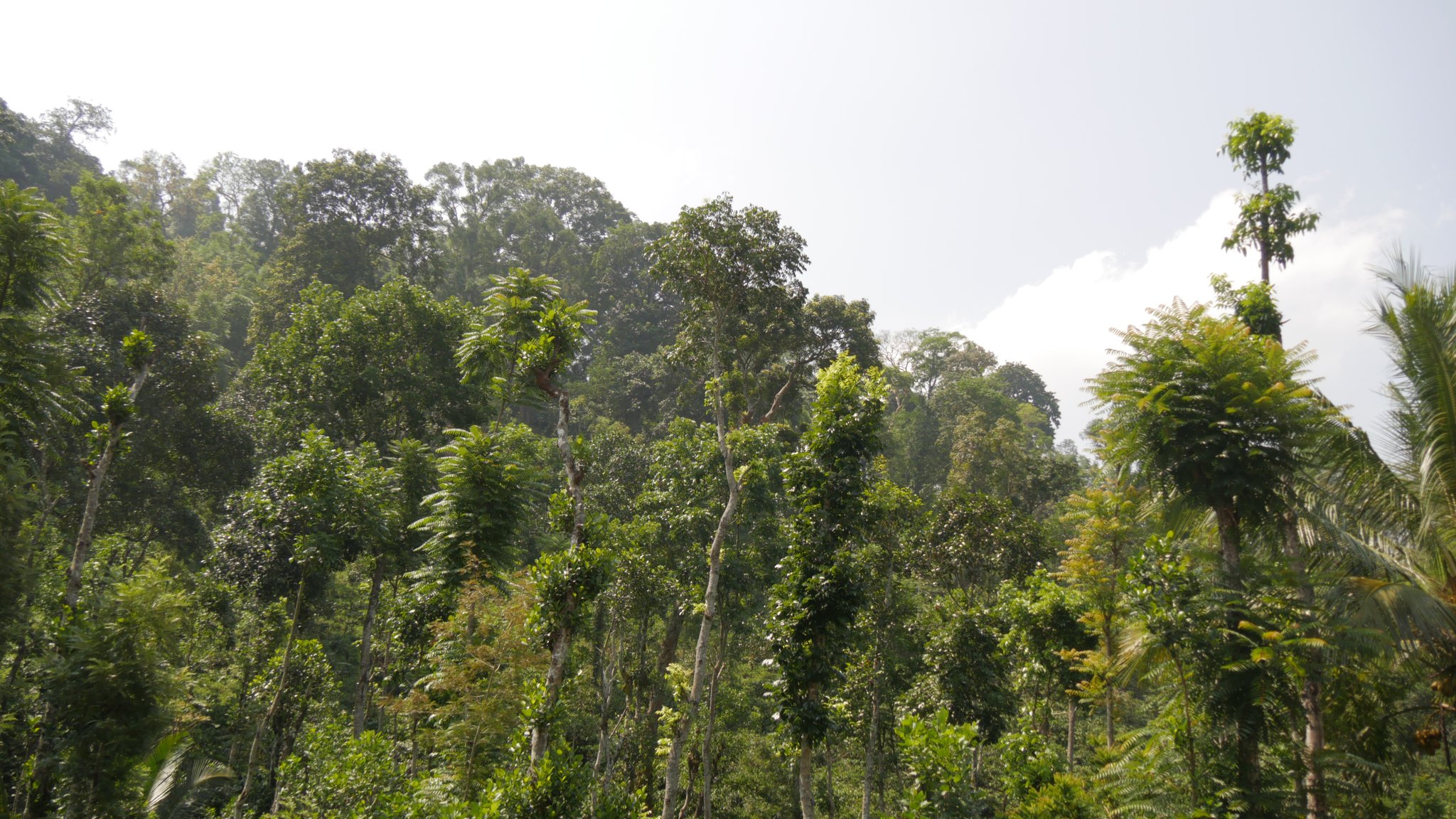 Ein ganz anderes Landschaftsbild als Wayanad