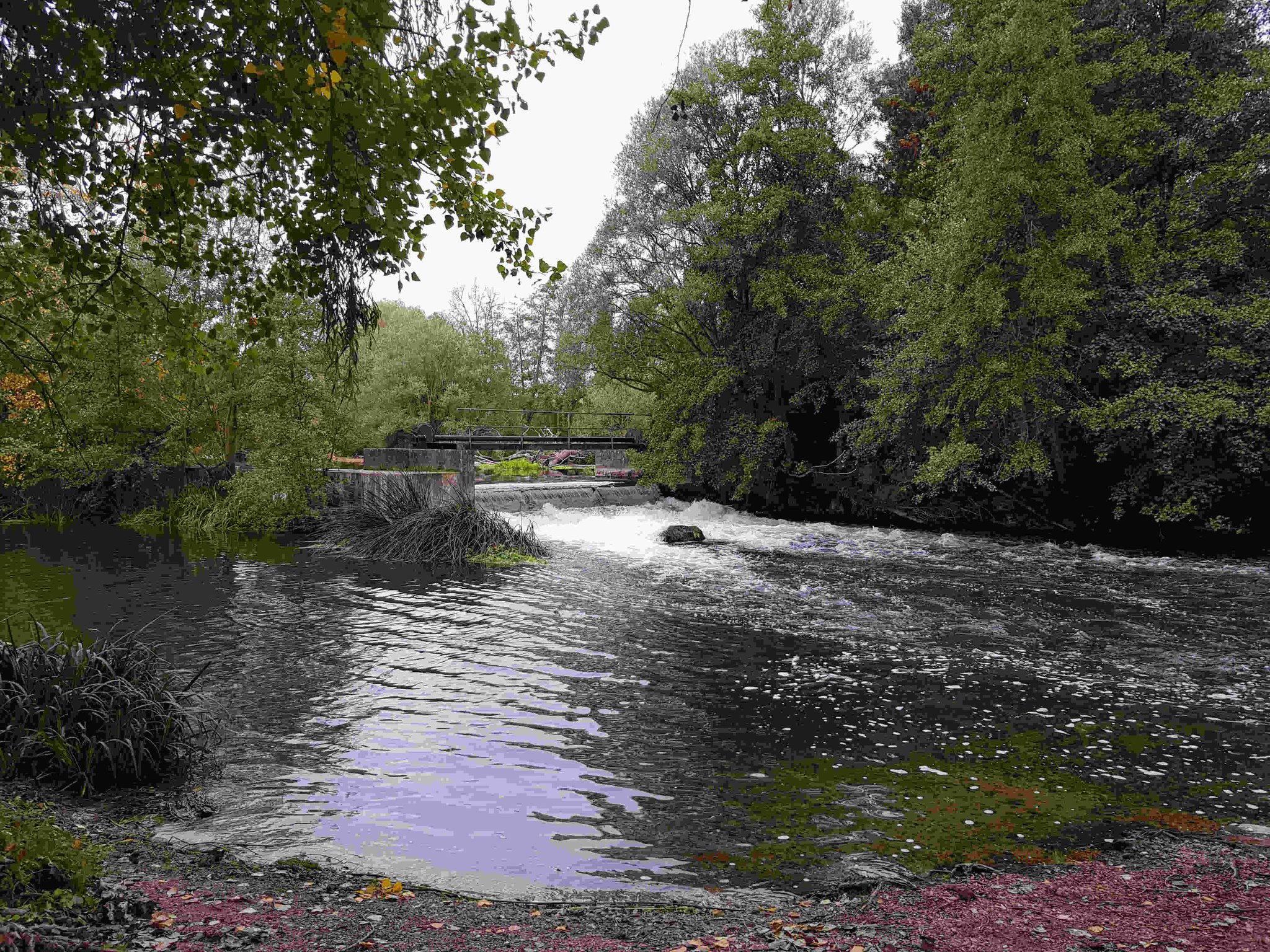 Le Clain près du marais.