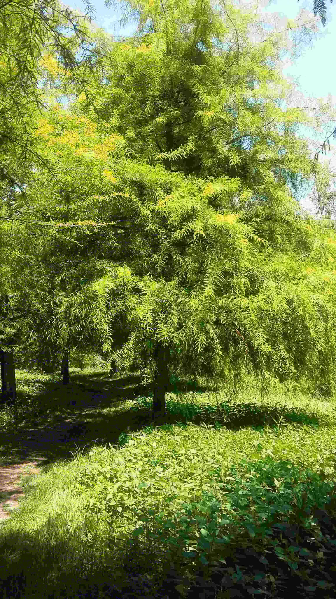 Cyprès chauves de la Ripisylve