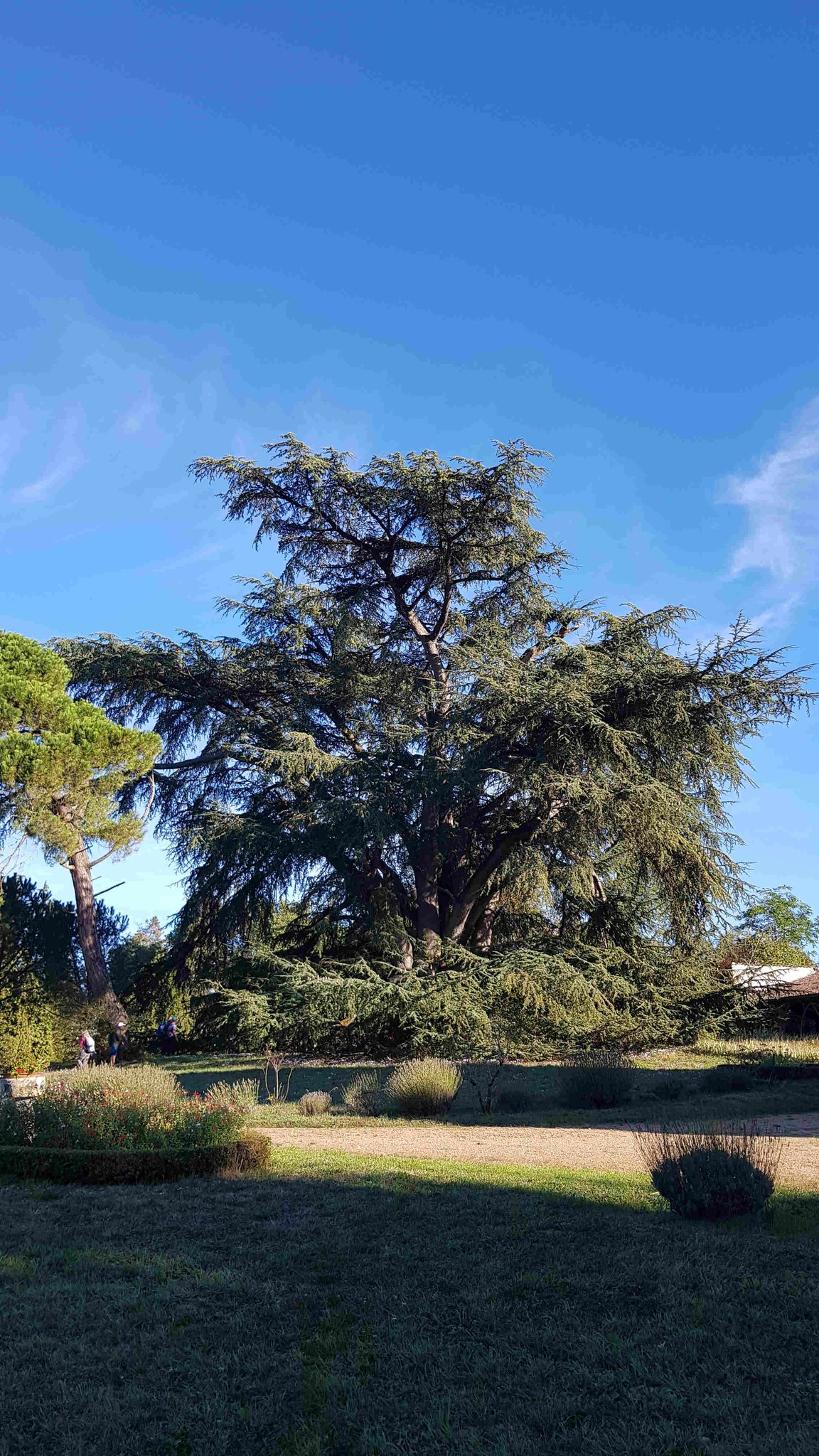 Le cèdre bicentenaire
